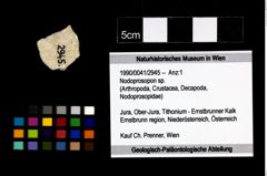 Foto (Objekt + Etikett) von Nodoprosopon sp.  (NHMW-GEO-1990-0041-2945)